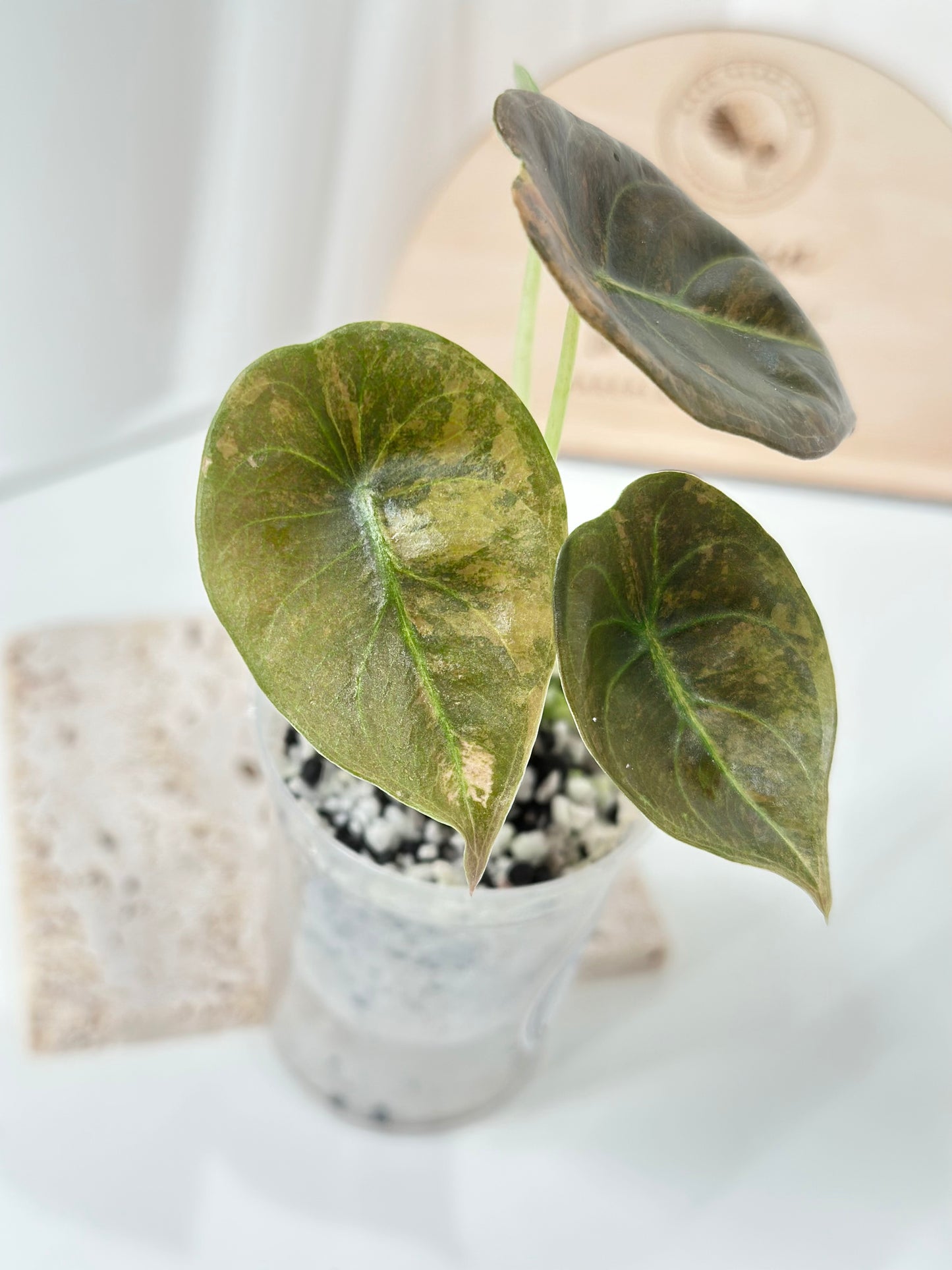 Alocasia Cuprea variegated - "caramel latte"/ aurea