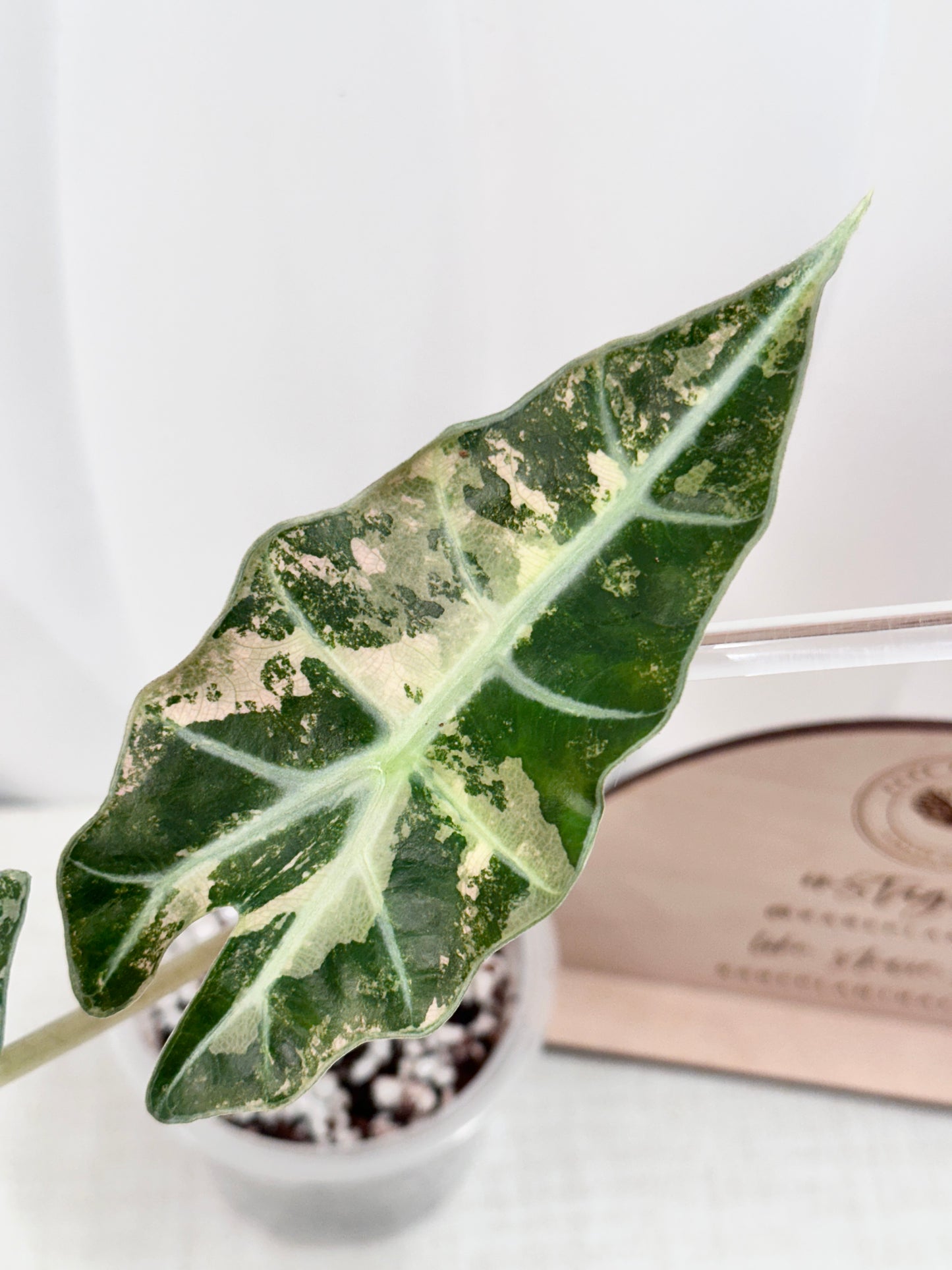 Alocasia Polly variegated - Pink