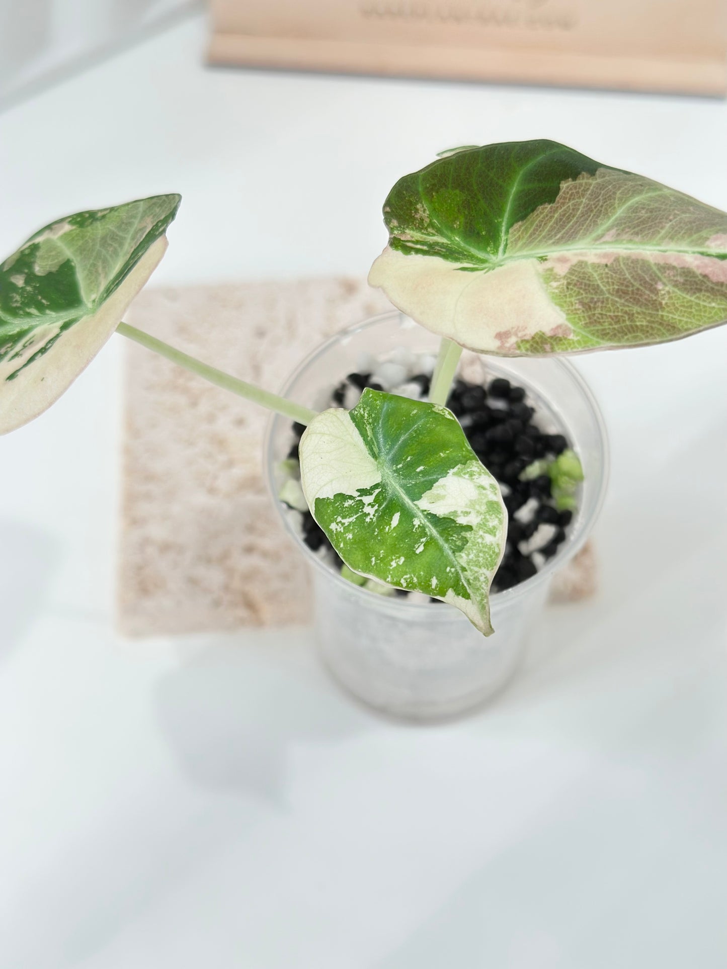 Alocasia Black Velvet Variegated - pink/albo