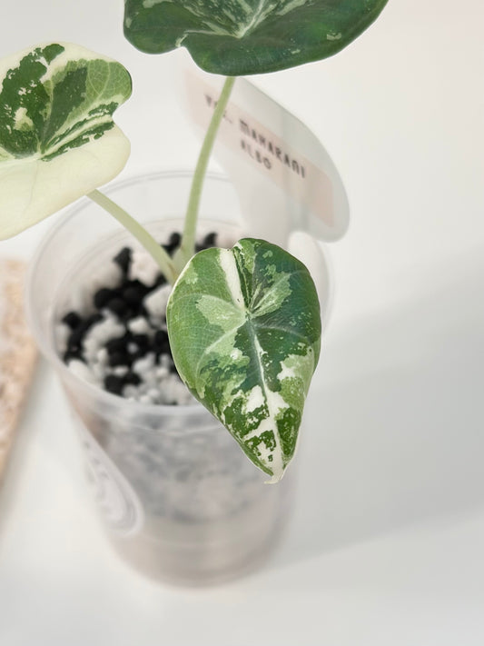 Alocasia Maharani variegated - albo