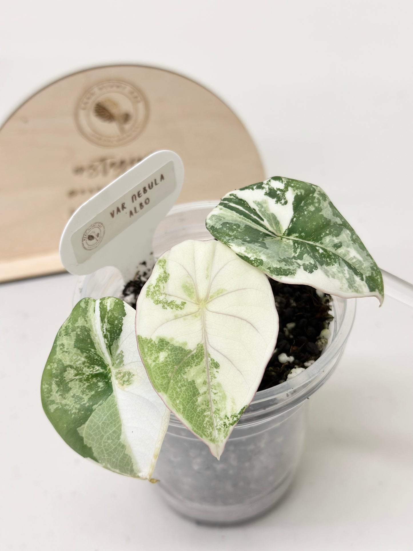 Alocasia Nebula Variegated - albo