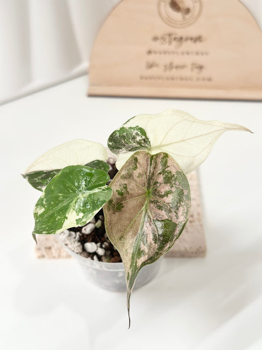 Alocasia Wentii variegated - pink/ albo (A8)