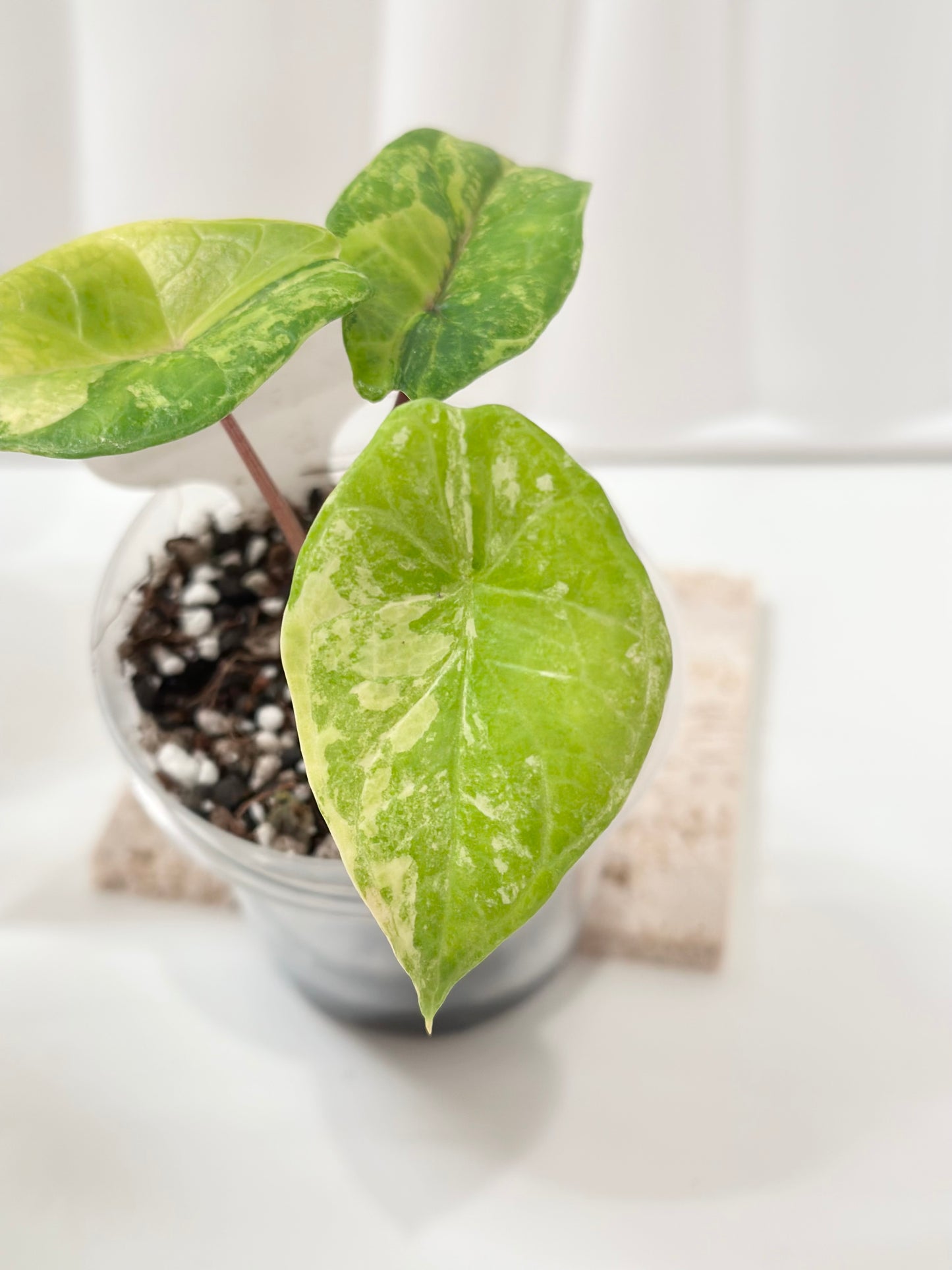 Alocasia Scalprum variegated - aurea (S8)