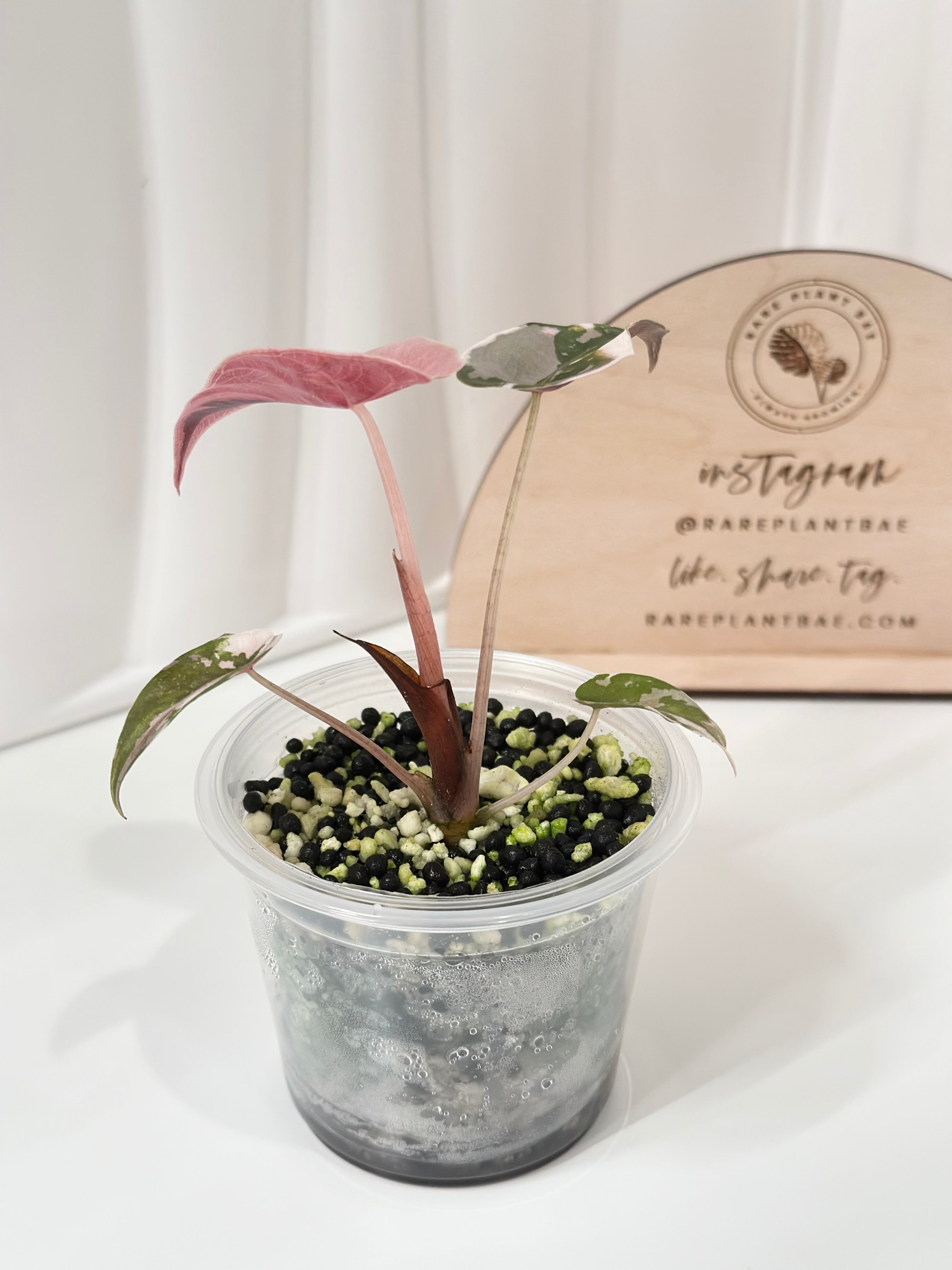 Alocasia chantrieri pink /アロカシア チャントリエリ Alocasia chantrieri pink variegated – Aroid Market
