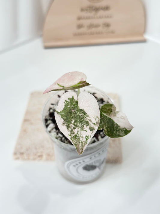 Alocasia Cuprea Variegated - pink marble