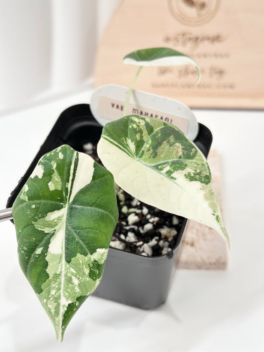 Alocasia Maharani variegated - albo