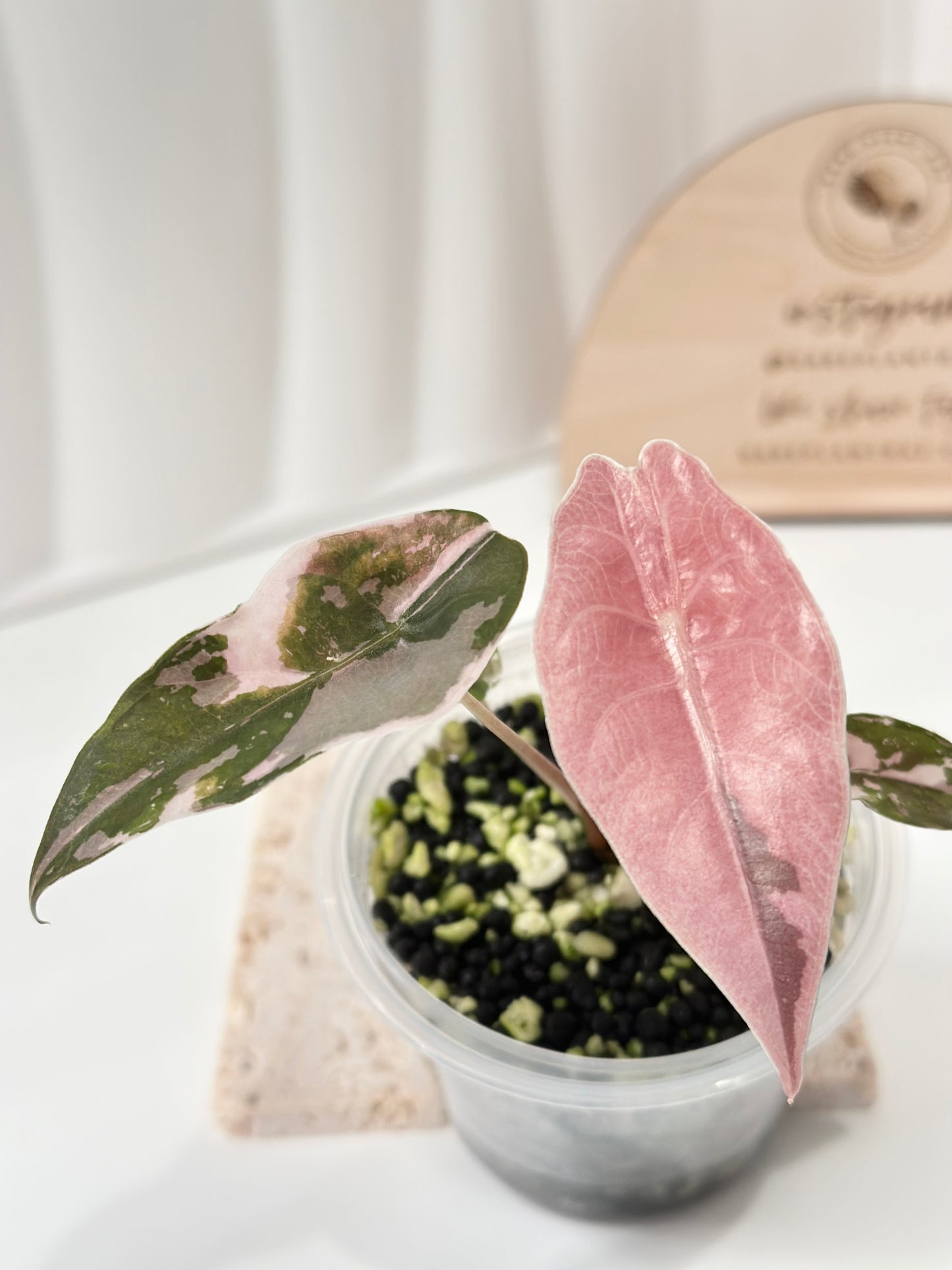 Alocasia Chantrieri Variegated - pink