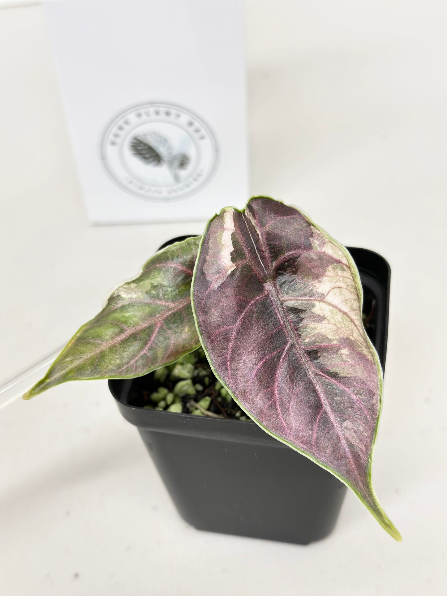 Alocasia Azlanii variegated - albo/pink