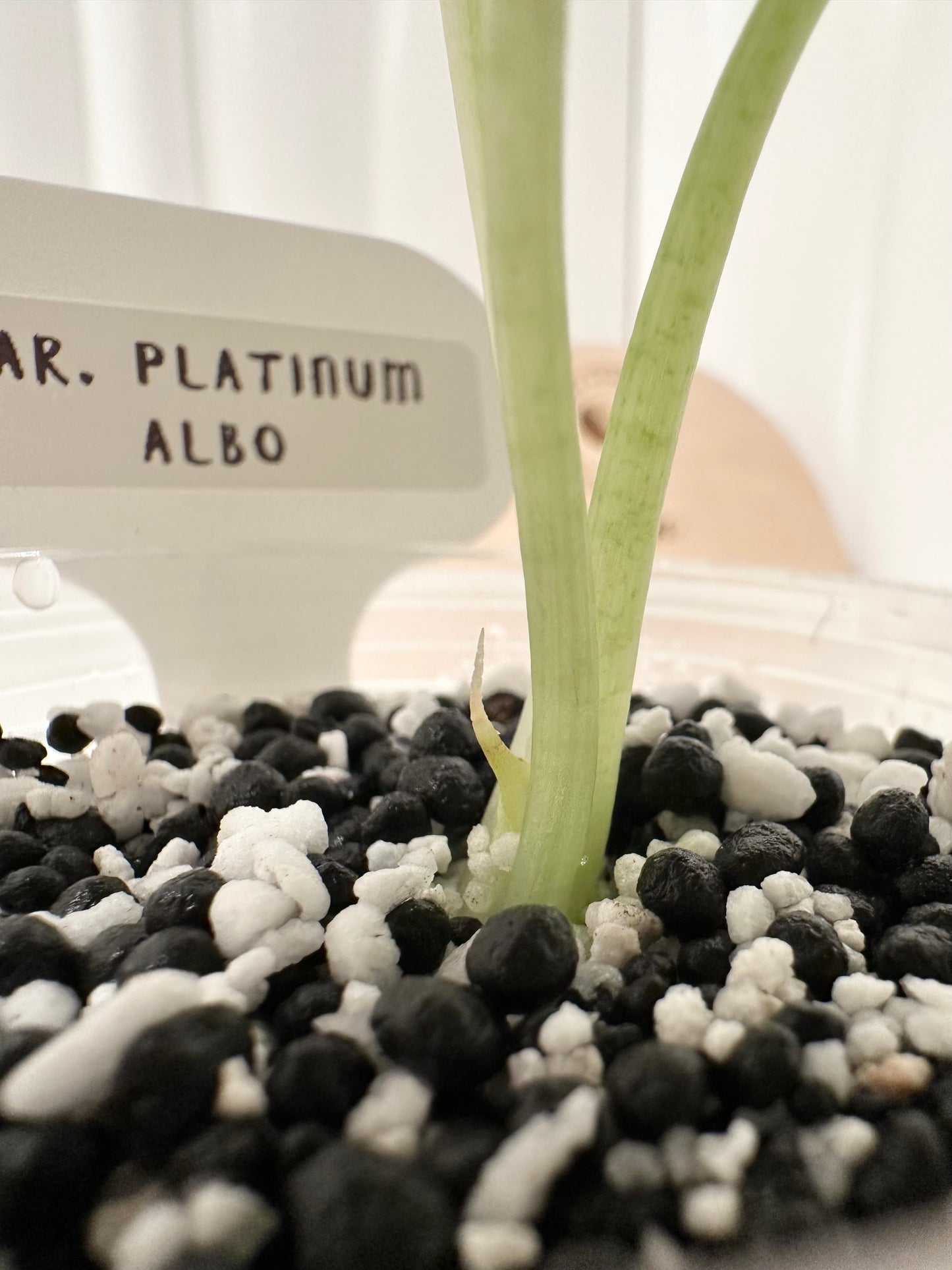 Alocasia Bisma "Platinum" variegated - albo