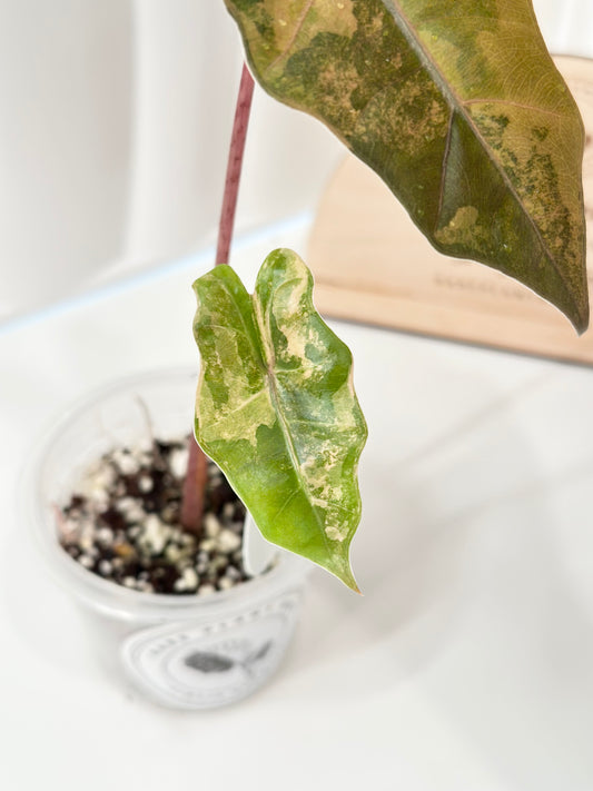 Alocasia Pseudo Sanderiana variegated - aurea