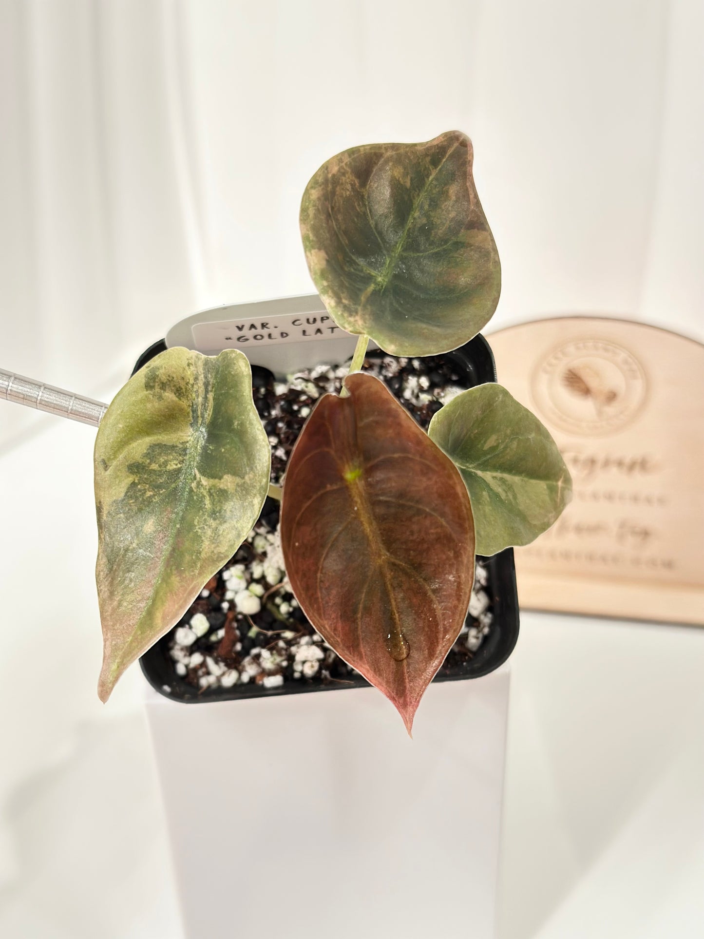 Alocasia Cuprea variegated - "gold latte"/ aurea