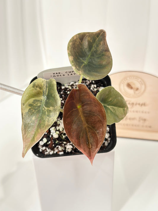 Alocasia Cuprea variegated - "gold latte"/ aurea