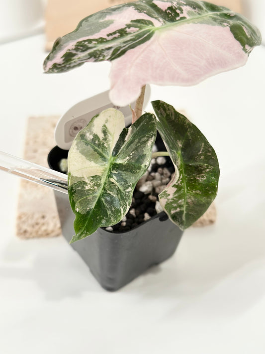 Alocasia Polly variegated - Pink