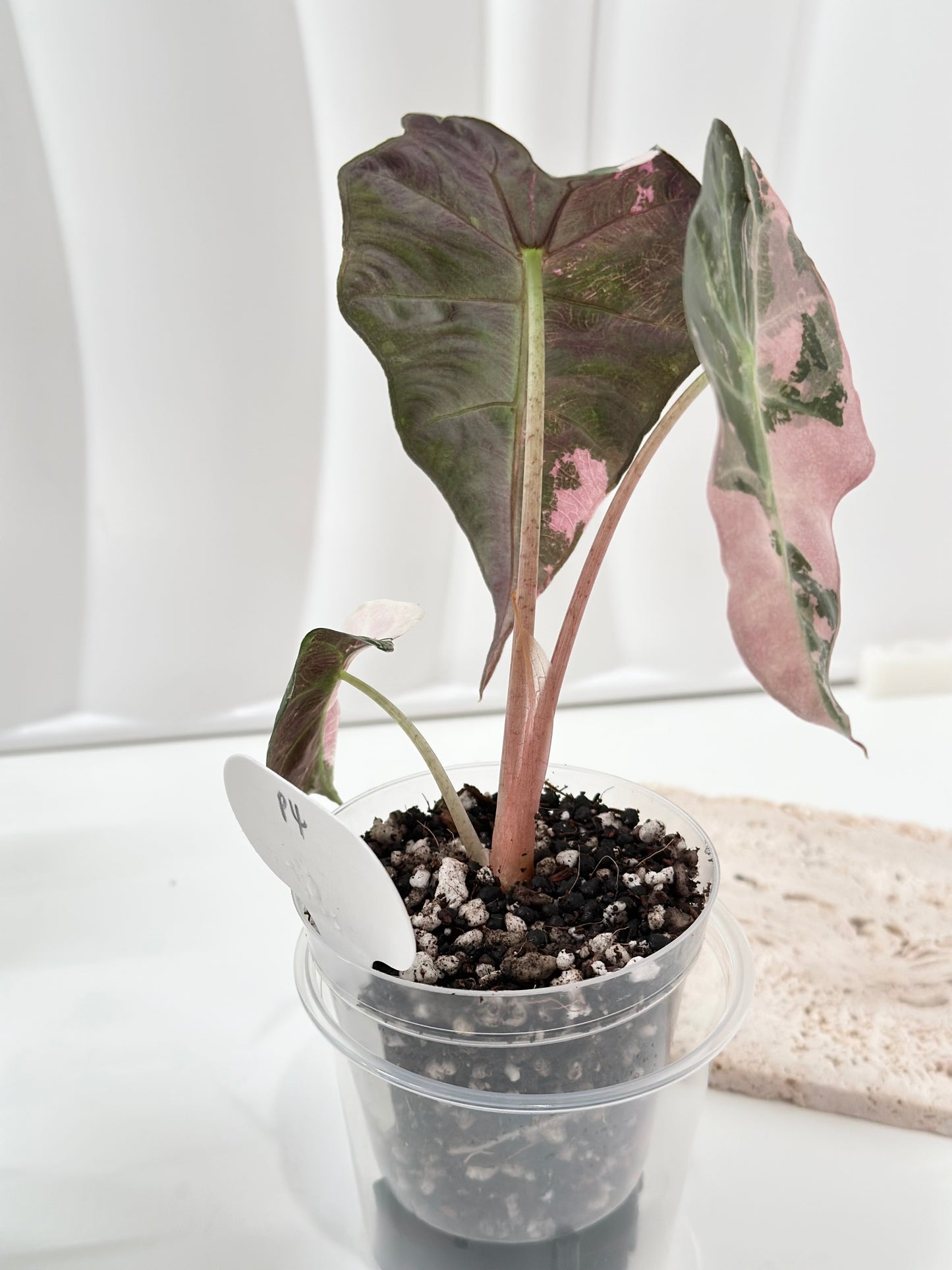 Alocasia Polly variegated - Pink (P4)