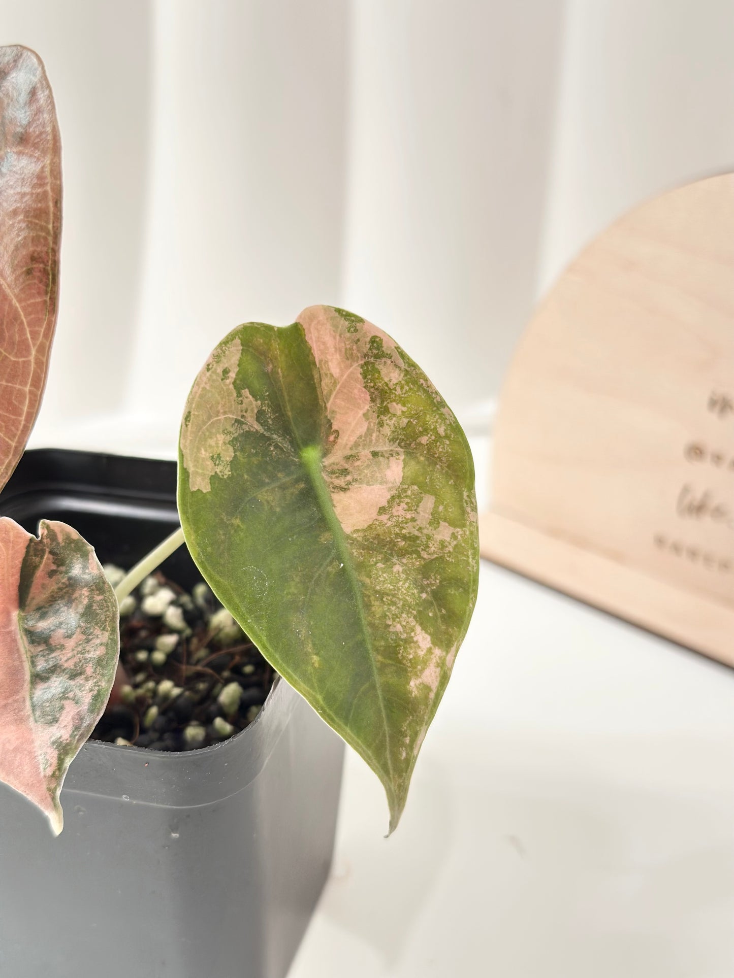 Alocasia Sedenii variegated - aurea