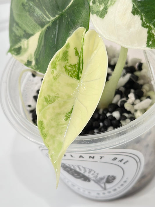 Alocasia Bisma "Platinum" variegated - albo