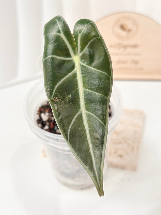 Alocasia Grandis variegated - Pink