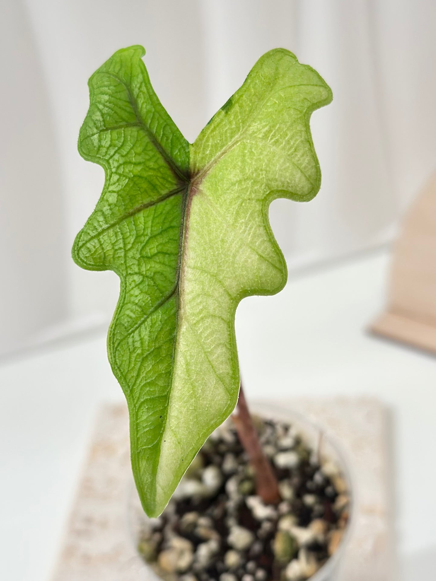 Alocasia Tandurusa variegated aurea (previously Jacklyn)