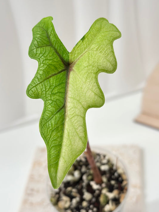 Alocasia Tandurusa variegated aurea (previously Jacklyn)