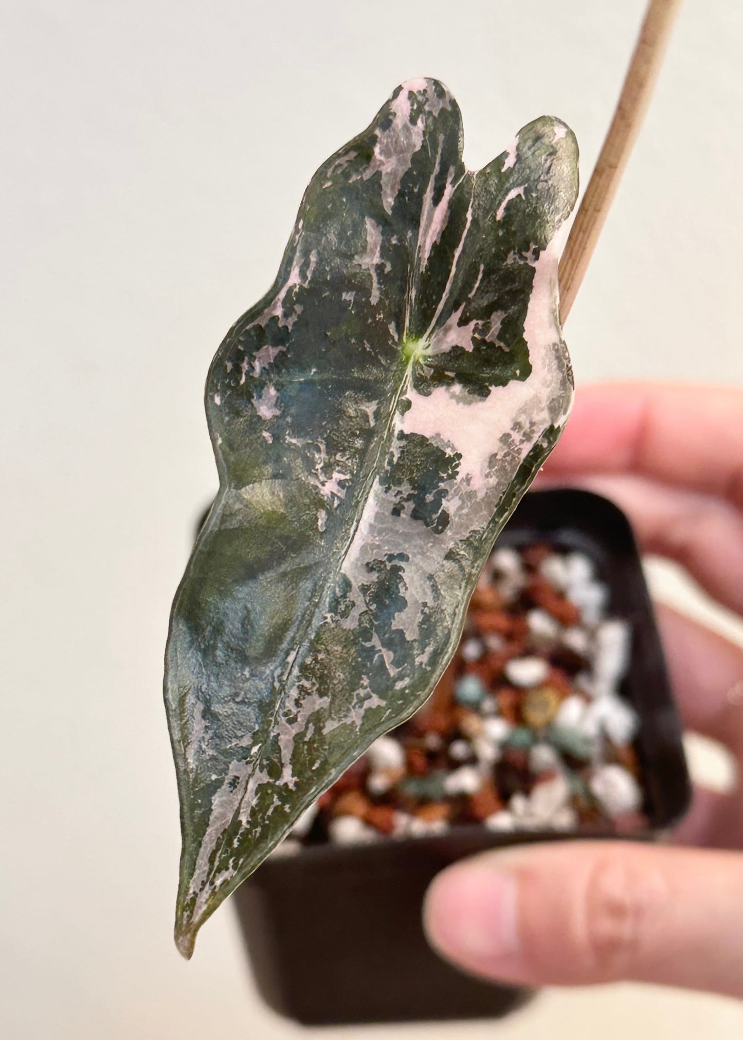 Alocasia Sanderiana "Nobilis K" Variegated - pink