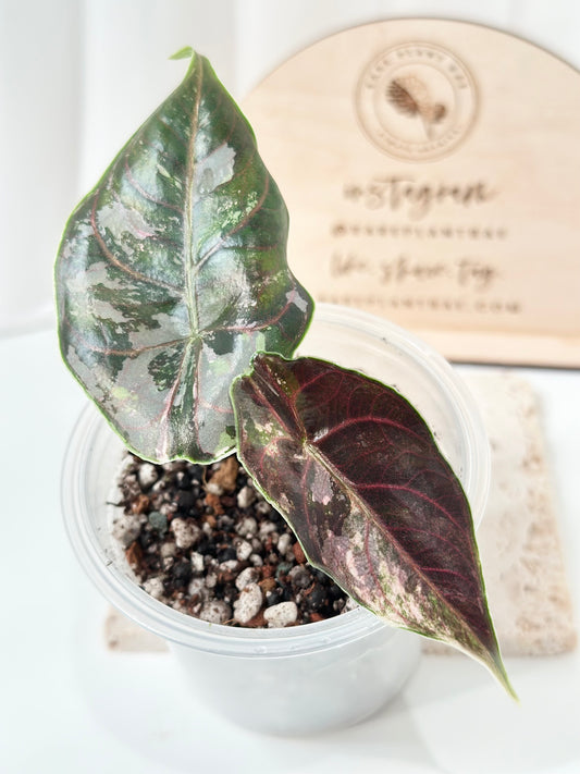 Alocasia Azlanii variegated - albo/pink