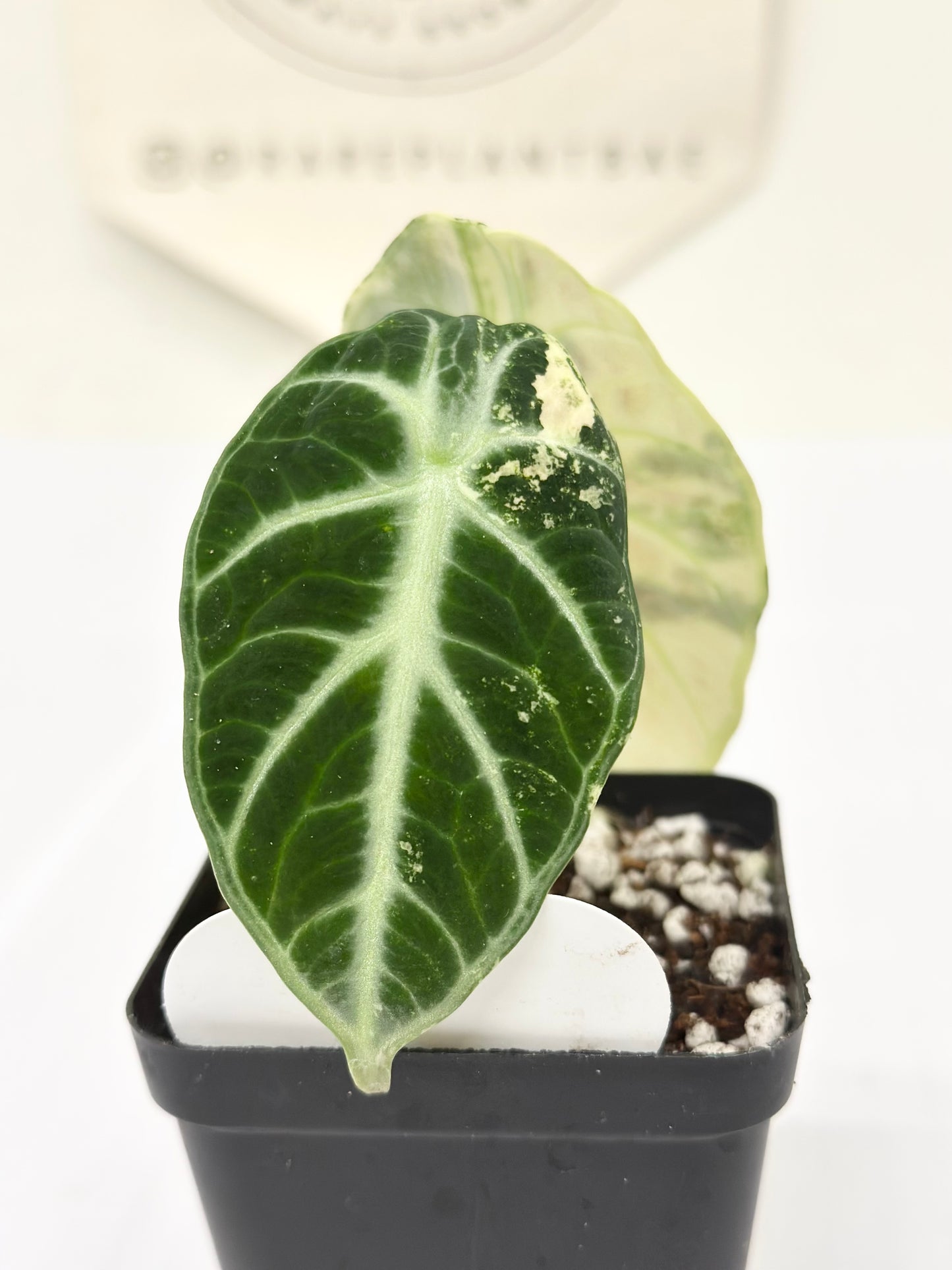 Alocasia Ninja variegated - albo