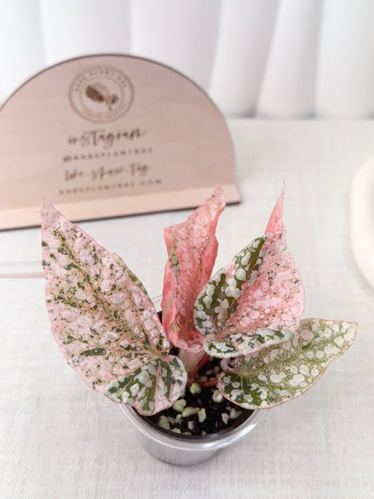 Begonia "Snow Capped" variegated