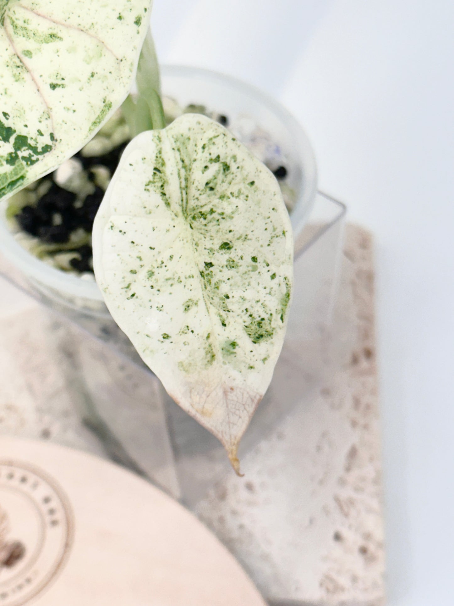 Alocasia Dragon Scale Variegated (Mint)