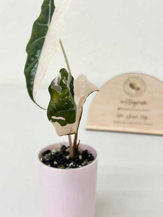 Alocasia Amazonica variegated - pink/albo (true US version) *corm-grown*