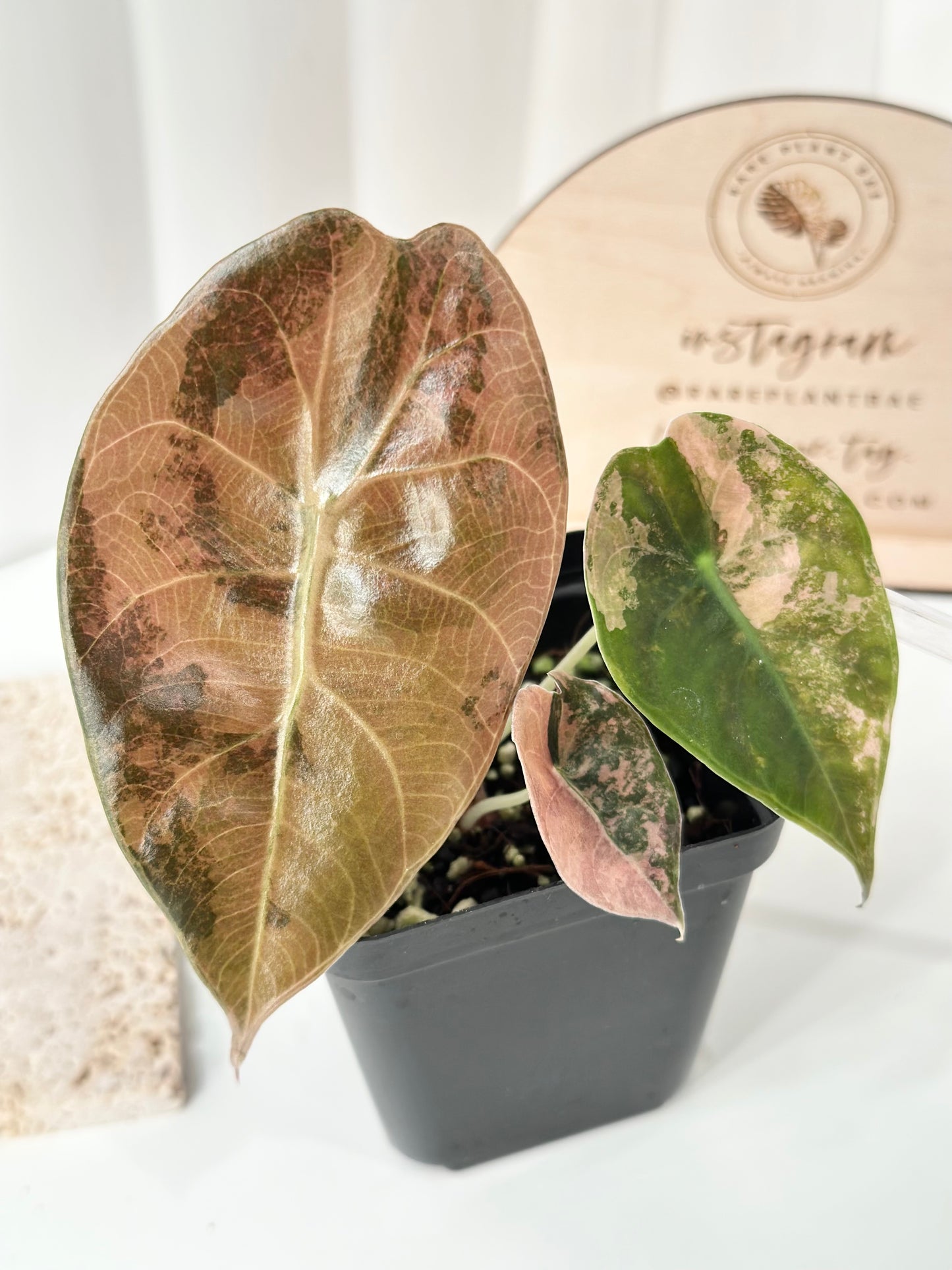 Alocasia Sedenii variegated - aurea