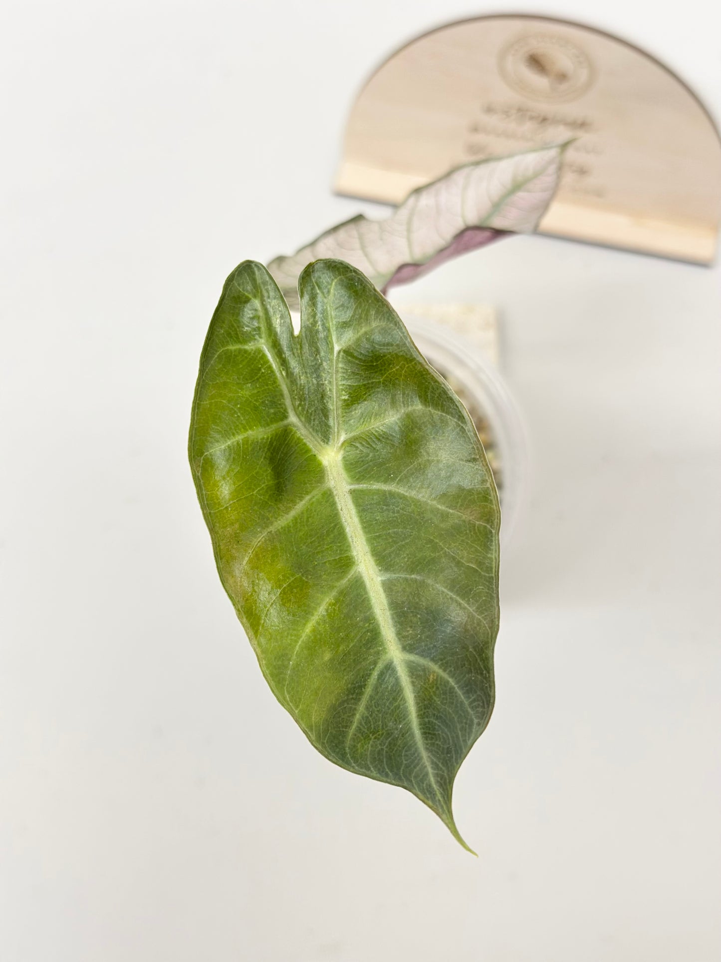 Alocasia Pink Dragon variegated - "stardust"