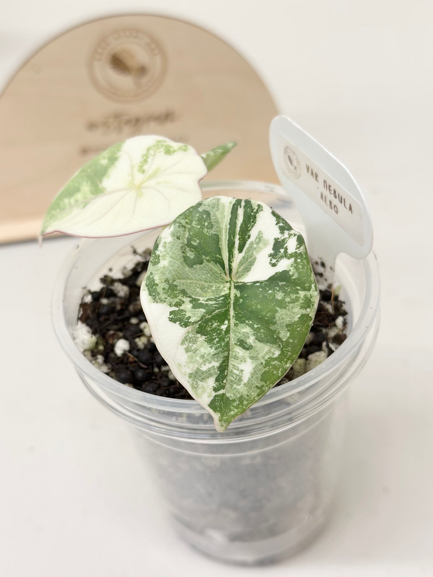 Alocasia Nebula Variegated - albo