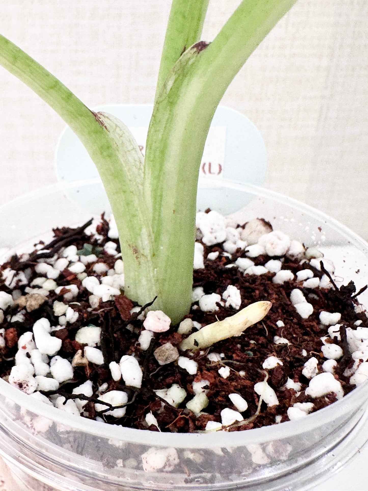 Alocasia Regal Shield Variegated - Albo