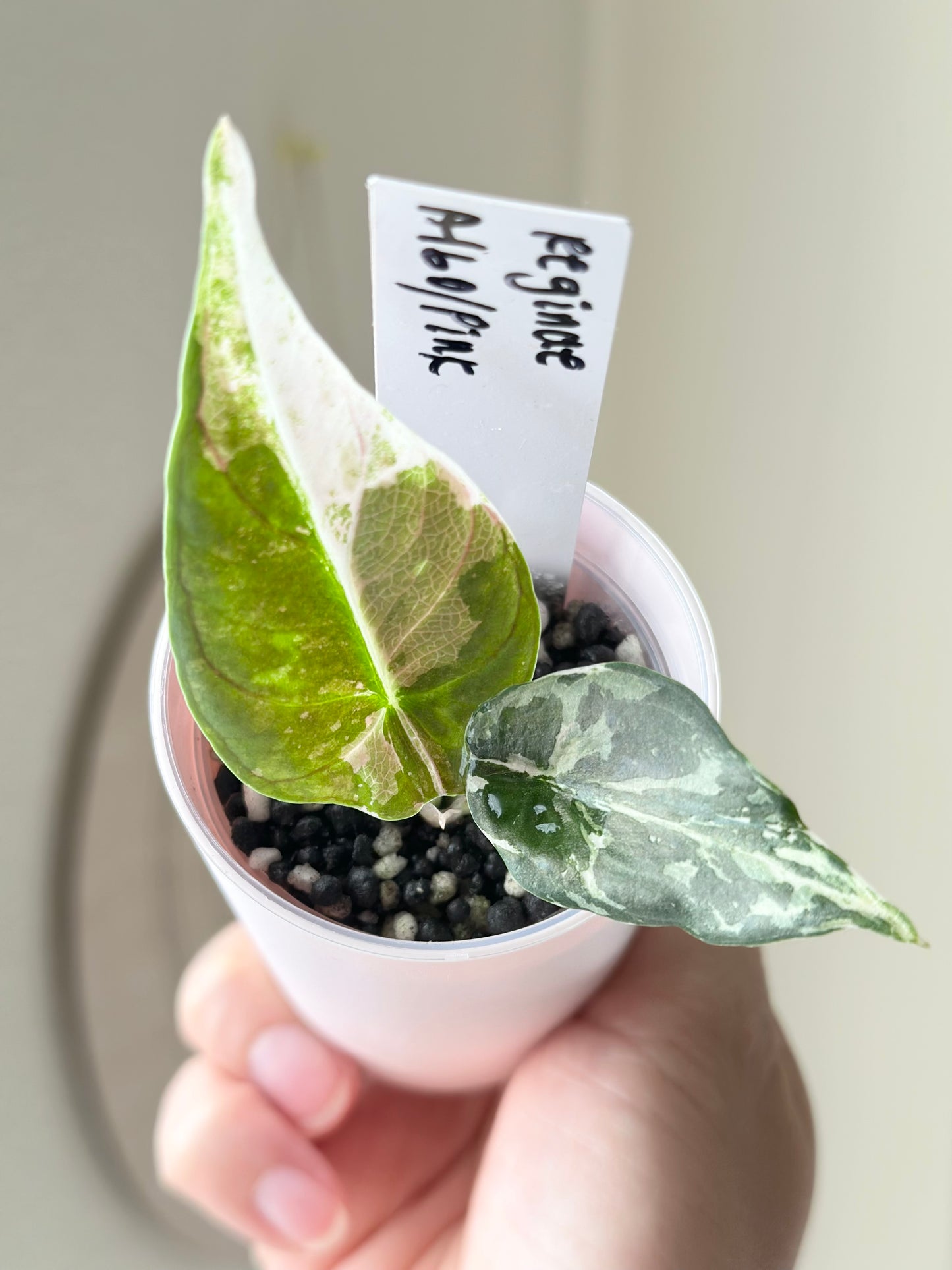 Alocasia Reginae Variegated - pink/albo *corm grown*
