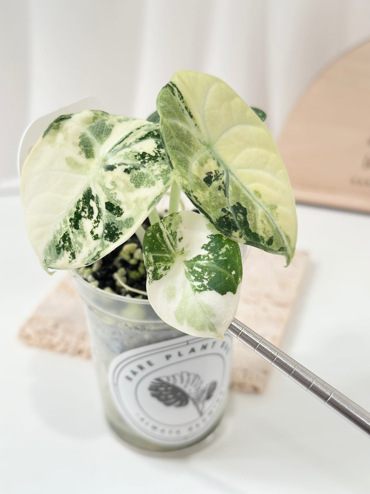 Alocasia Ninja variegated - albo