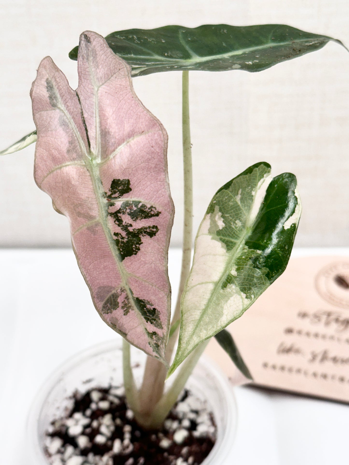 Alocasia Polly variegated - Pink