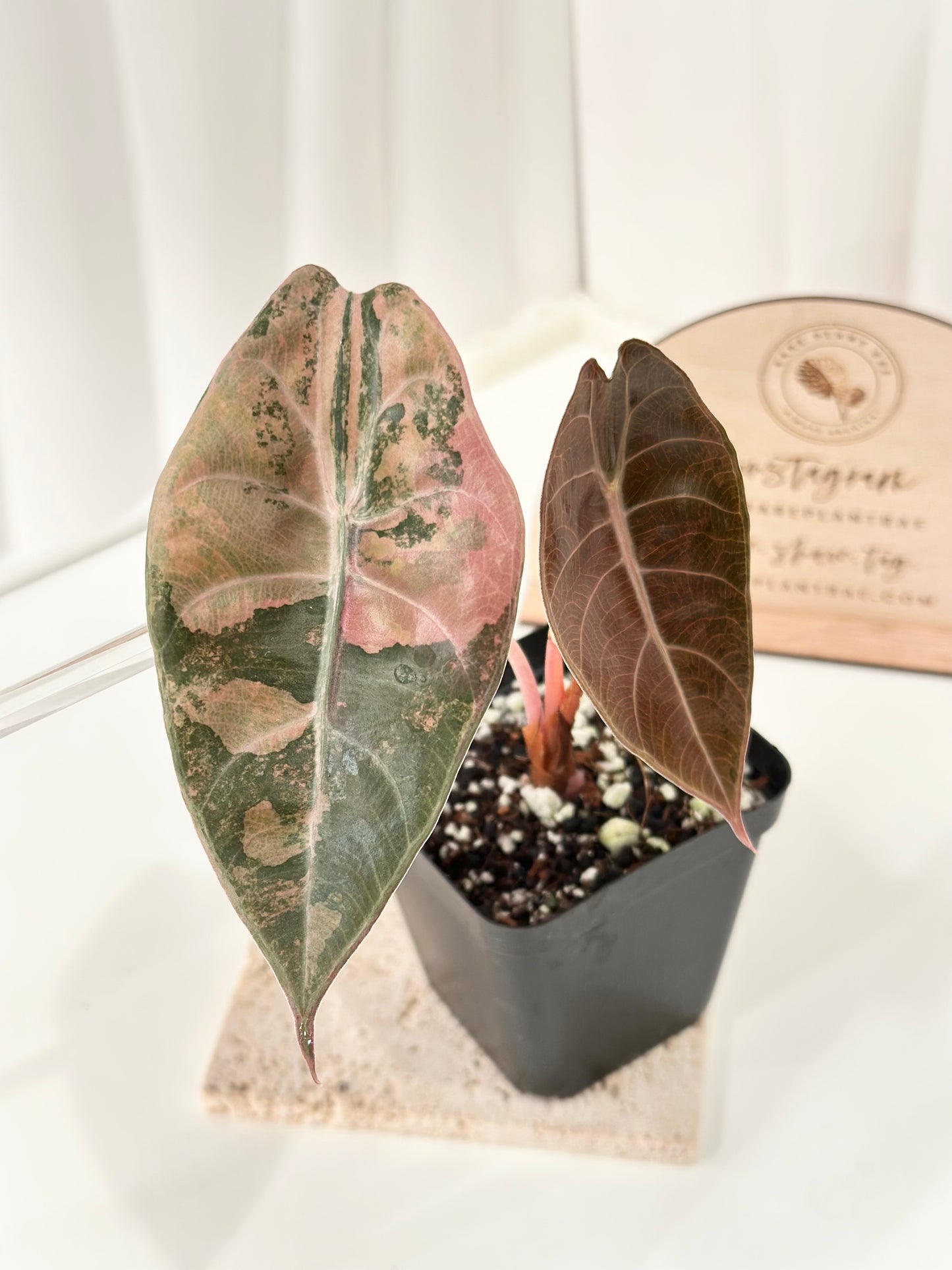 Alocasia Sedenii variegated - aurea
