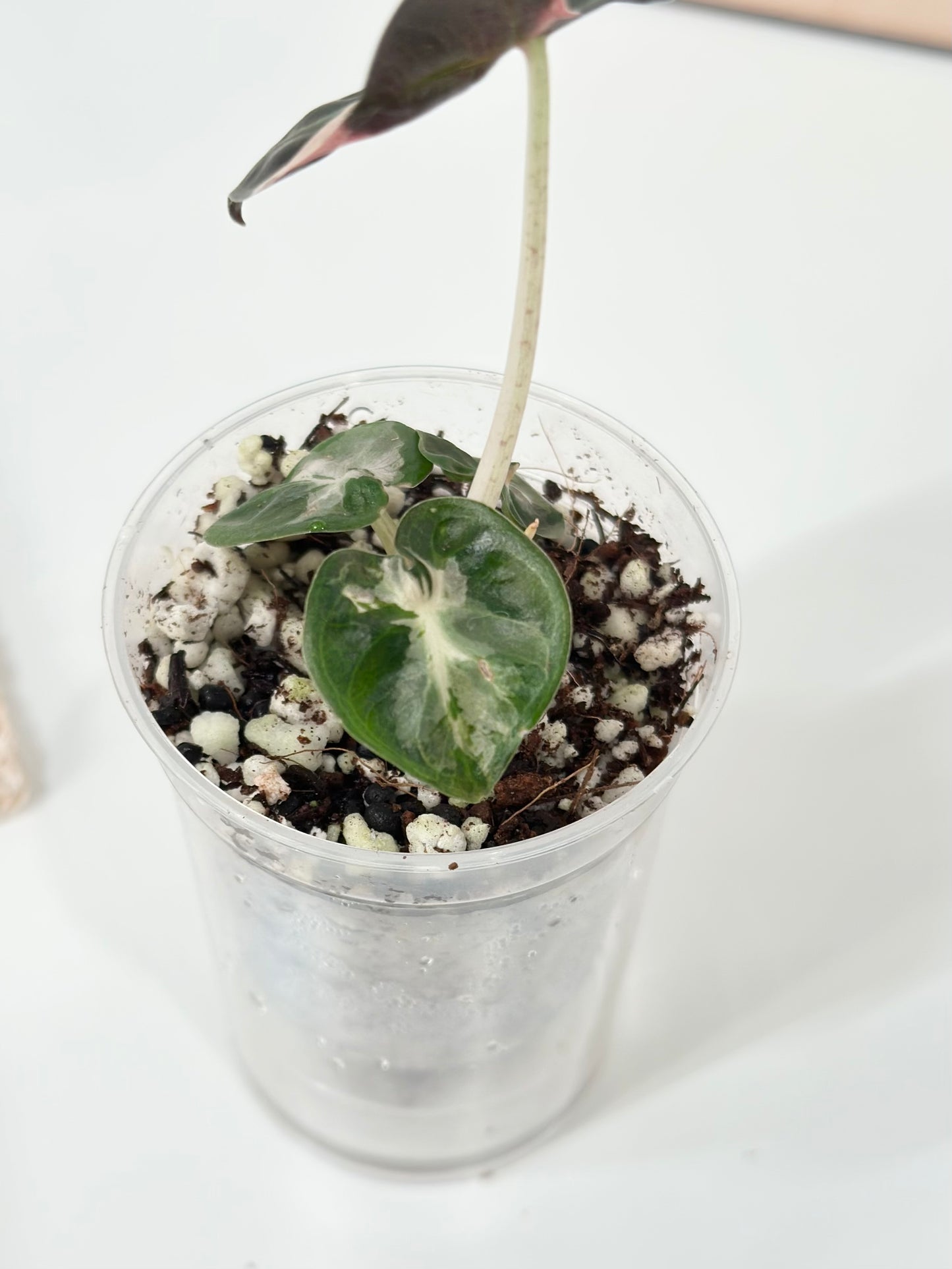 Alocasia Heart Balloon Variegated - Pink