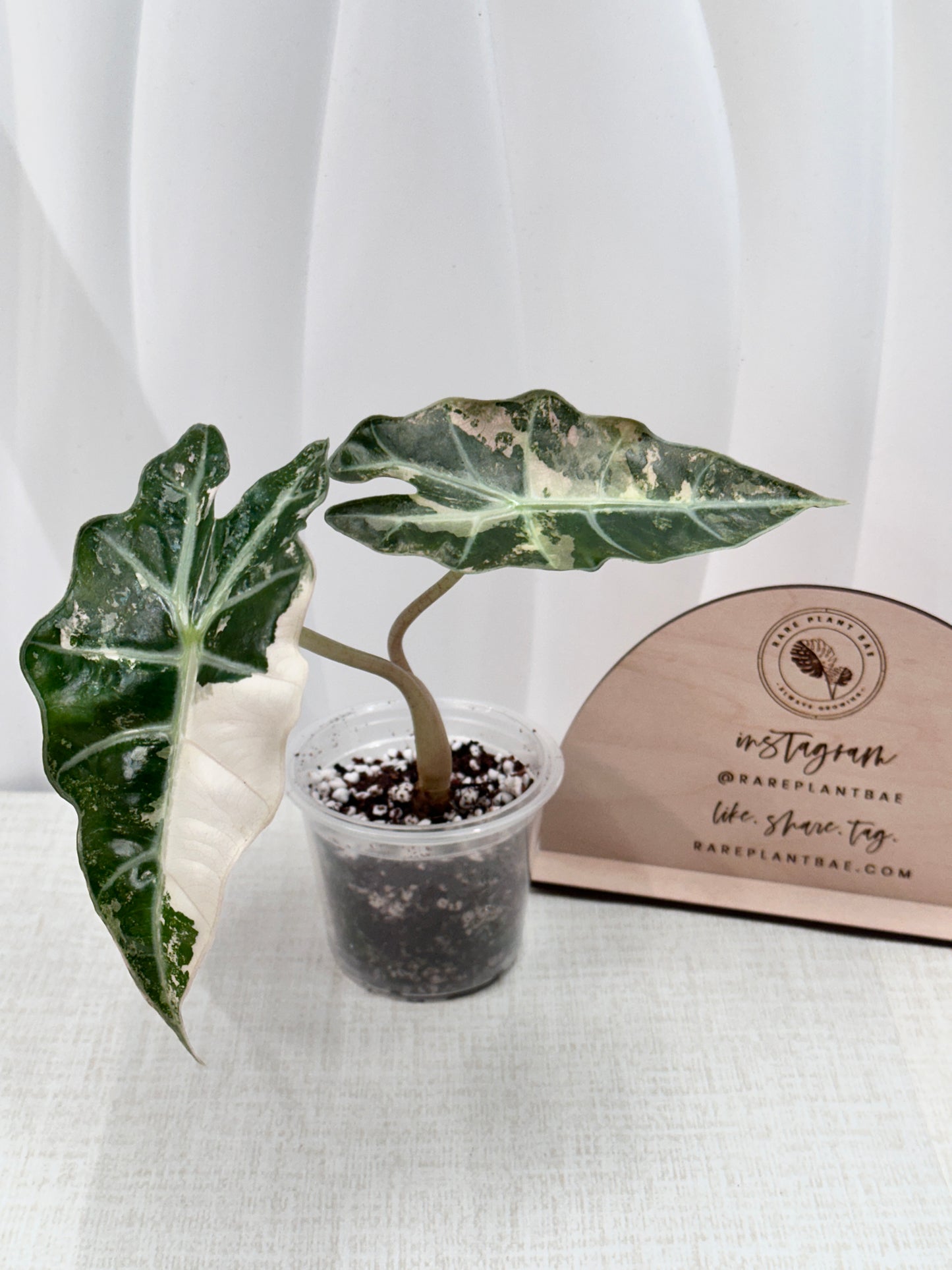 Alocasia Polly variegated - Pink