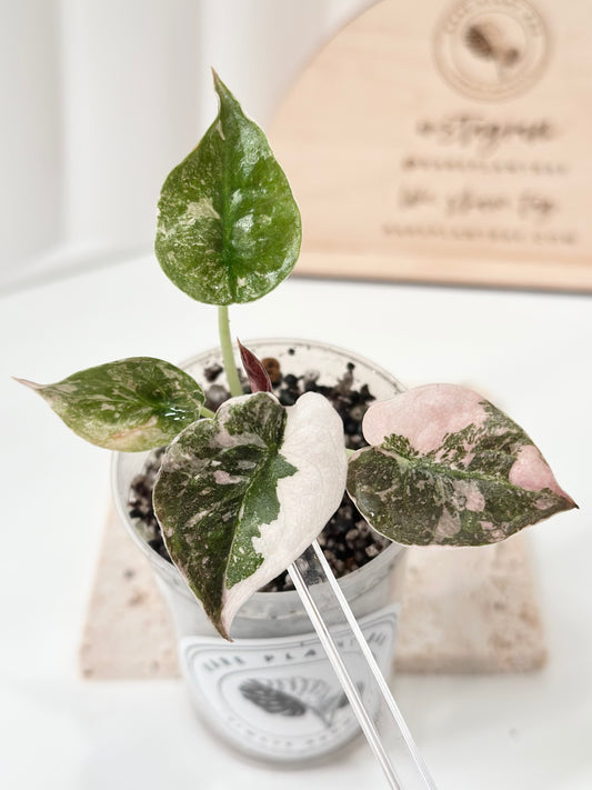 Alocasia Cuprea Variegated - pink marble