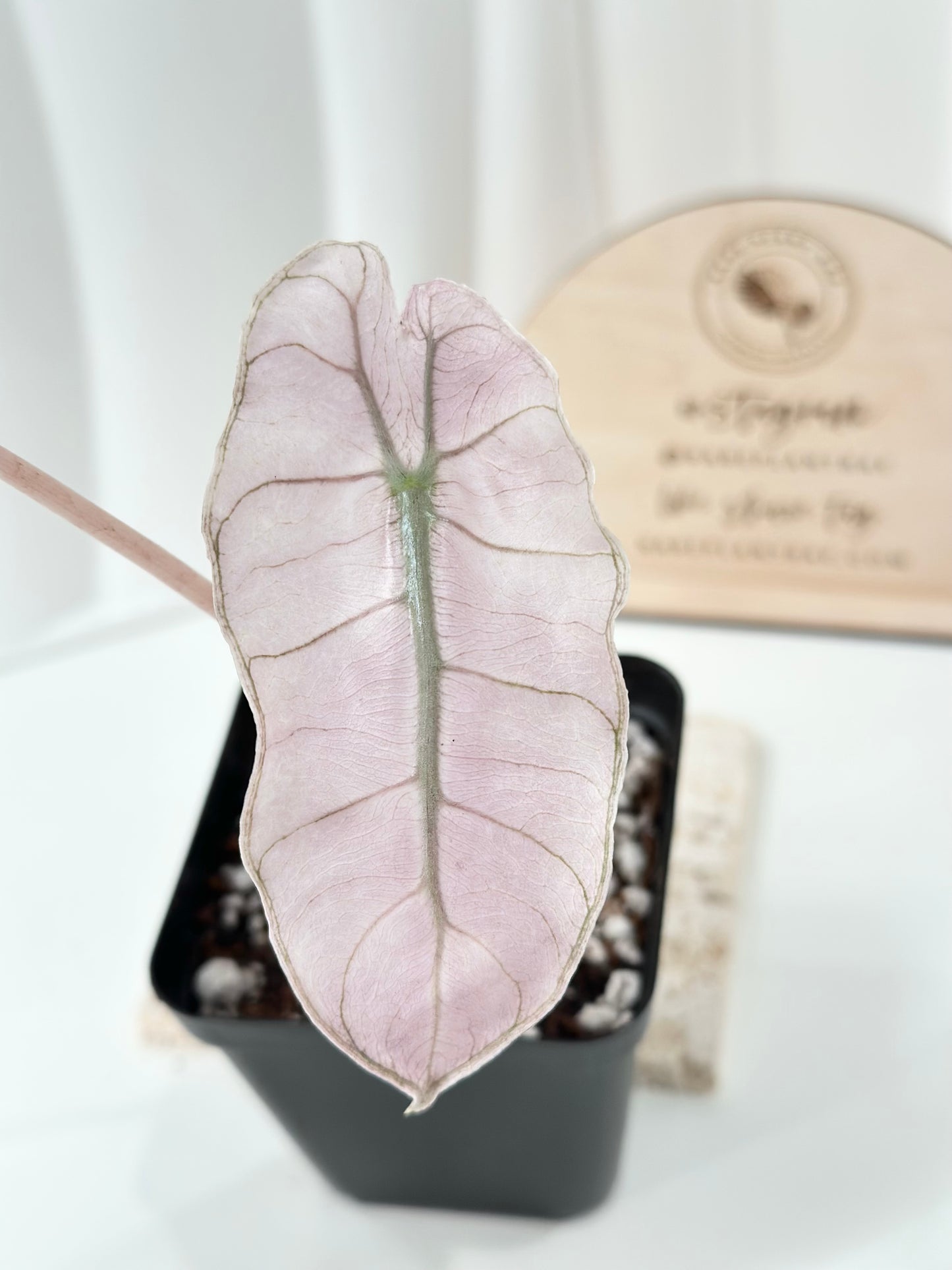 Alocasia Pink Dragon variegated - "stardust"