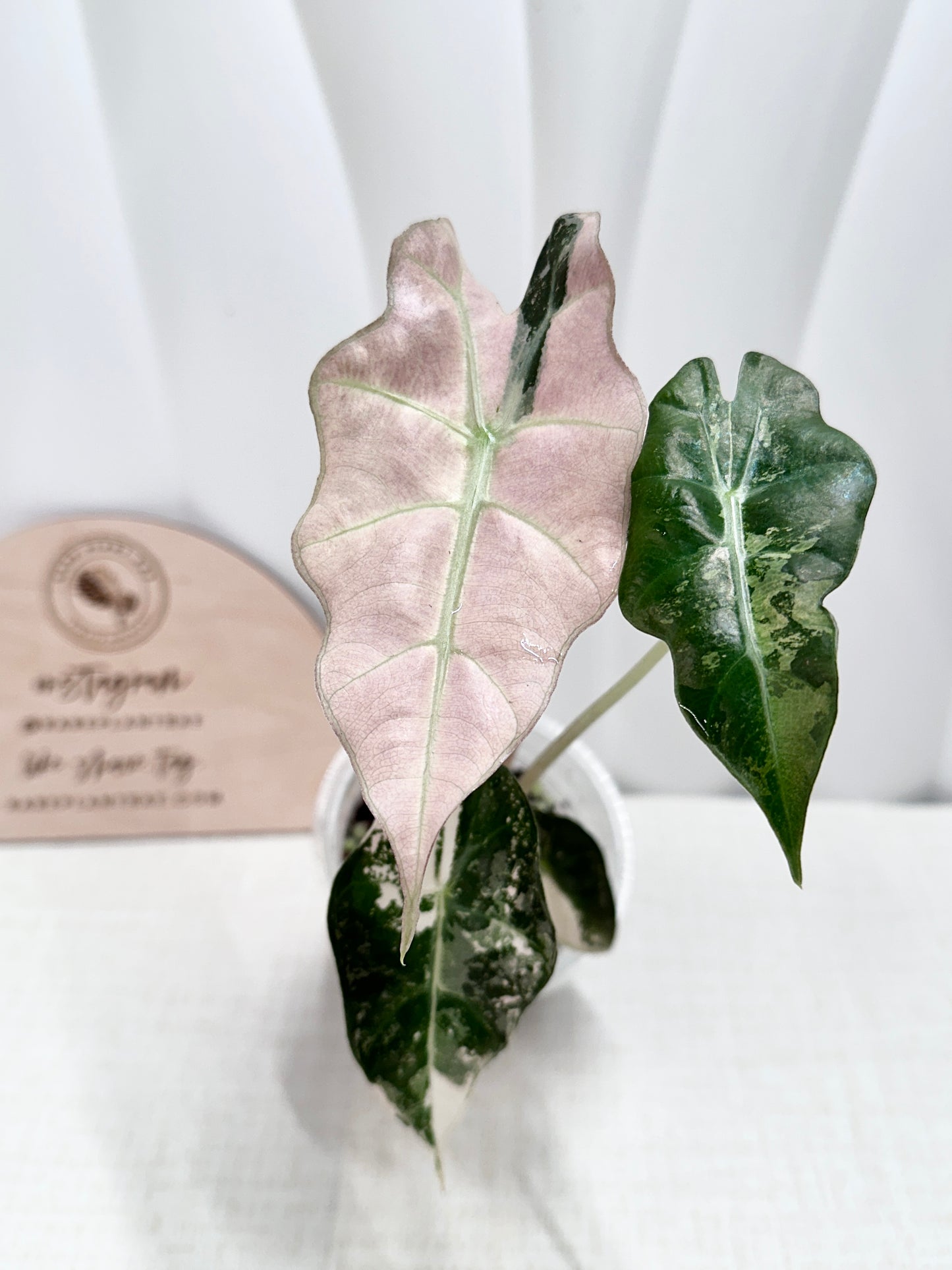 Alocasia Polly variegated - Pink