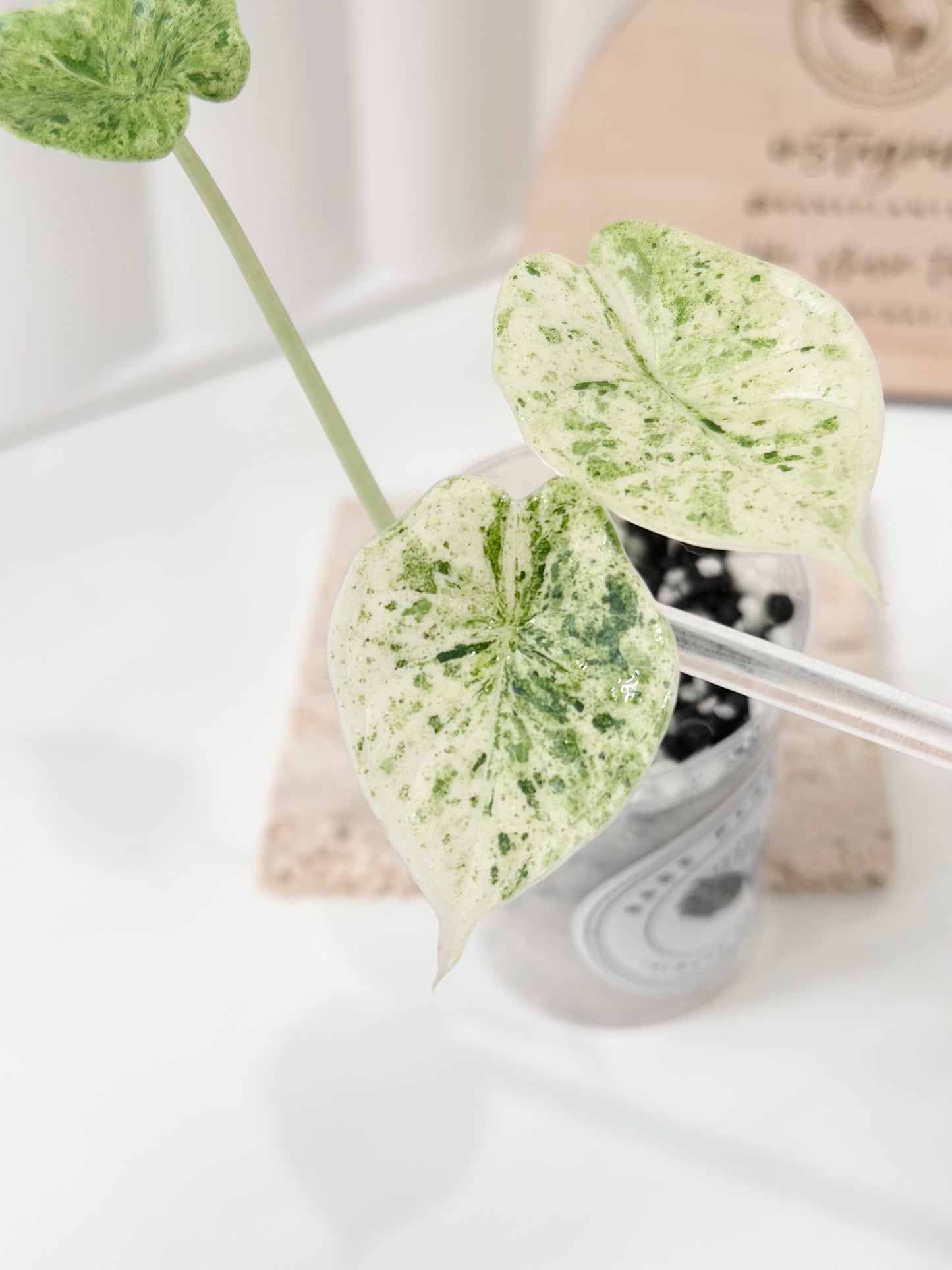 Alocasia Dragon Scale Variegated (Mint)