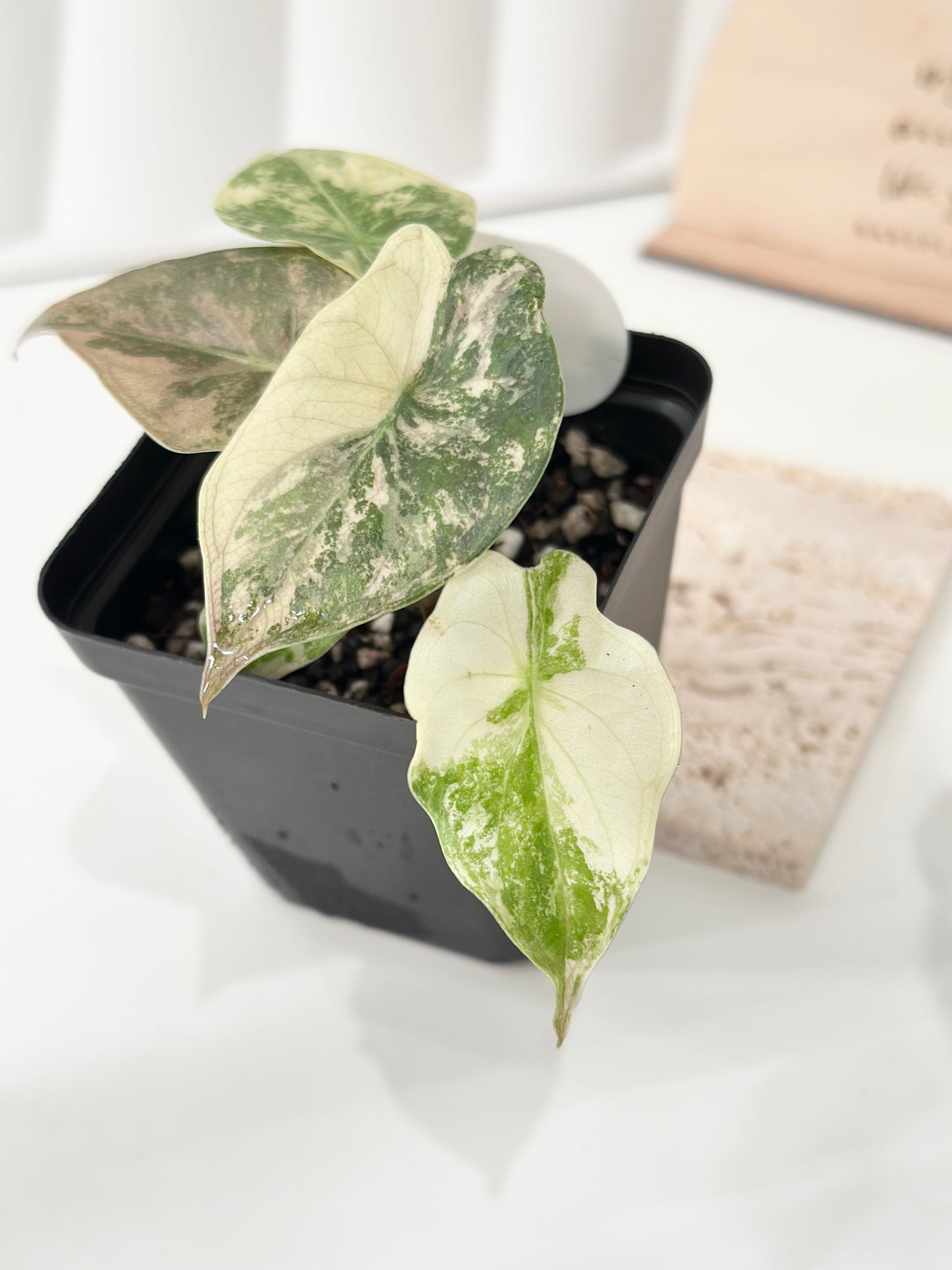 Alocasia Wentii variegated - pink/ albo (A3)