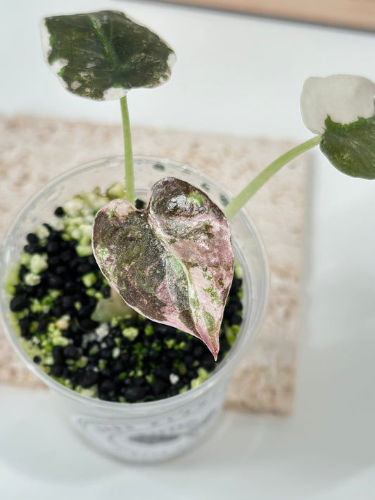 Alocasia Cuprea Variegated - pink marble