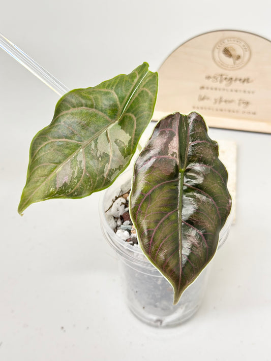 euphorbia mammillaris variegata Euphorbia Mammillaris Variegated Variegata 6” pot