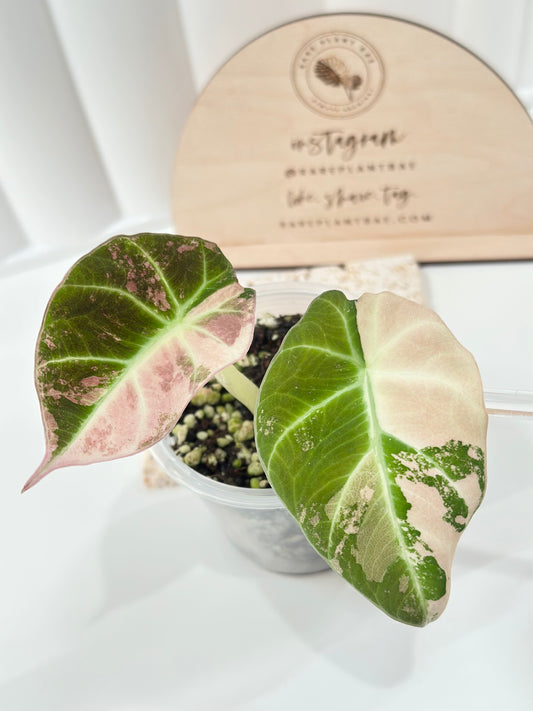Alocasia Black Velvet Variegated - pink/albo