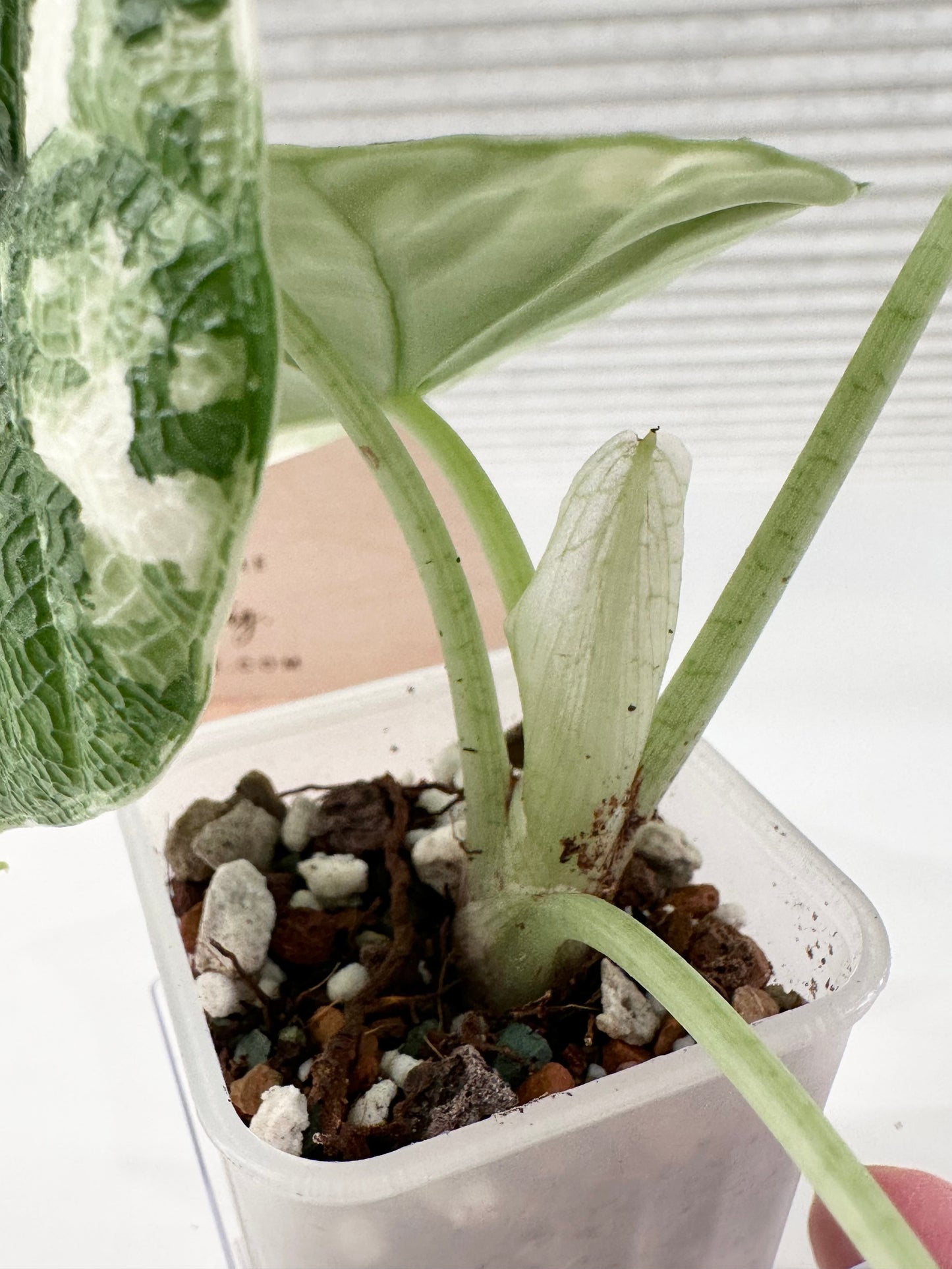 Alocasia Melo variegated - albo