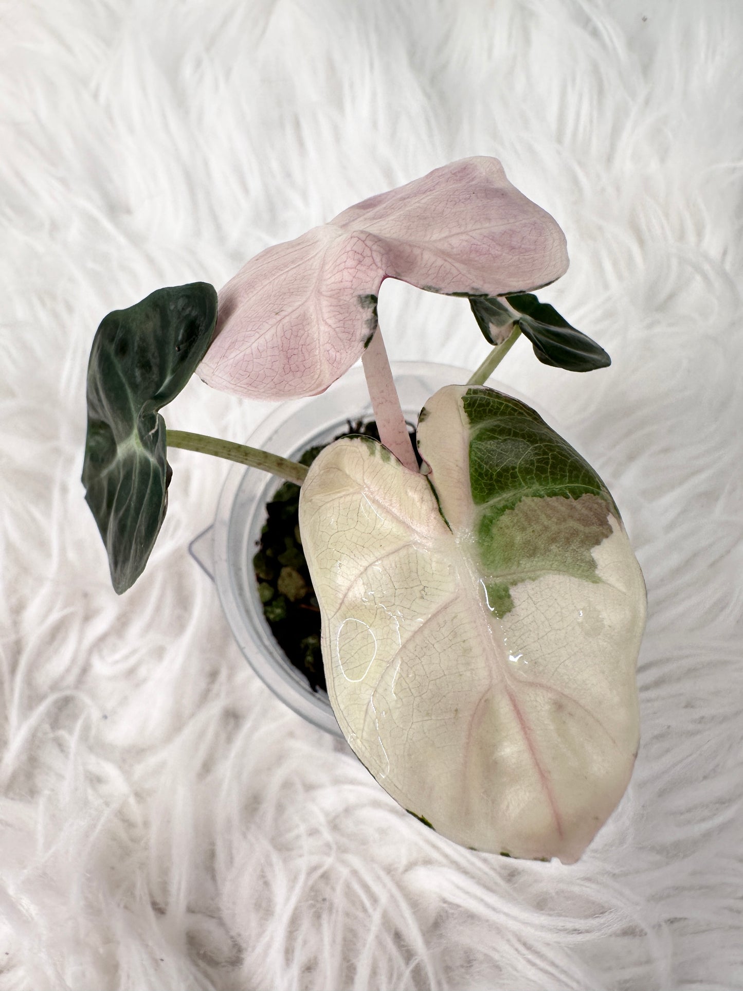 Alocasia Heart Balloon Variegated - pink *high var*