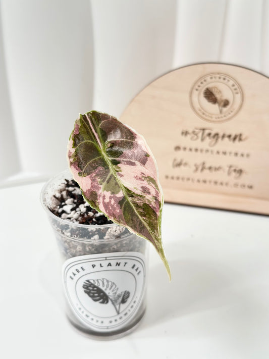 Alocasia Azlanii variegated - albo/pink